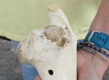 2 pc lot of B-Grade Buffalo Humerus Leg Bones 11 and 12 inch