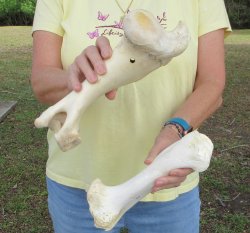 2 pc lot of B-Grade...