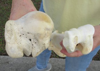 2 pc lot of B-Grade Buffalo Humerus Leg Bones 11 and 12 inch