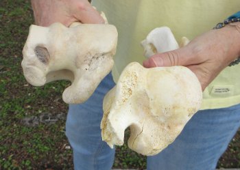 2 pc lot of B-Grade Buffalo Humerus Leg Bones 11 and 12 inch