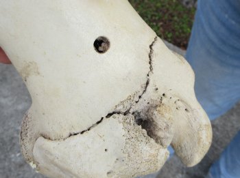 2 pc lot of B-Grade Buffalo Humerus Leg Bones 11 and 12 inch