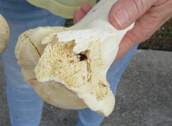 2 pc lot of B-Grade Buffalo Humerus Leg Bones 11 and 12 inch