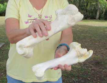 2 pc lot of B-Grade Buffalo Humerus Leg Bones 11 and 12 inch