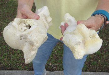 2 pc lot of B-Grade Buffalo Humerus Leg Bones 11 and 12 inch