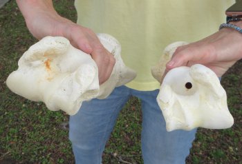 2 pc lot of B-Grade Buffalo Humerus Leg Bones 11 and 12 inch