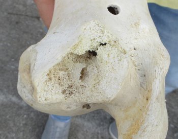 2 pc lot of B-Grade Buffalo Humerus Leg Bones 11 and 12 inch