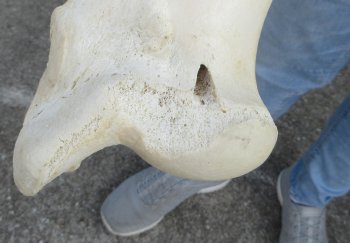 2 pc lot of B-Grade Buffalo Humerus Leg Bones 11 and 12 inch