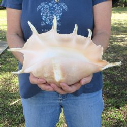 14" Giant Spid...