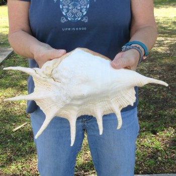  14" Giant Spider Conch 