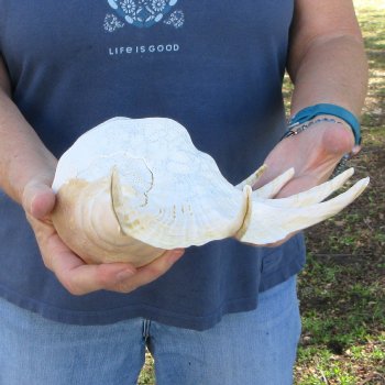  14" Giant Spider Conch 