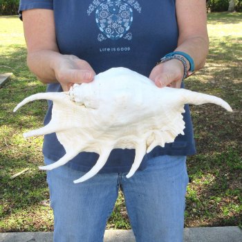  14" Giant Spider Conch 