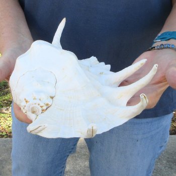  14" Giant Spider Conch 
