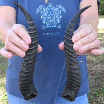 11" Matching pair of Male Springbok Horns 