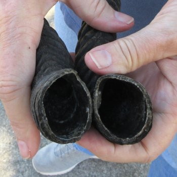11" Matching pair of Male Springbok Horns 