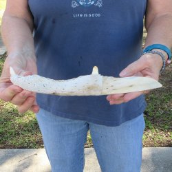 11" Alligator Jaw Bone Knife