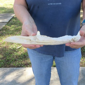11" Alligator Jaw Bone Knife