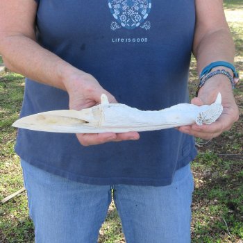 12" Alligator Jaw Bone Knife