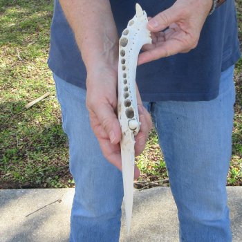 12" Alligator Jaw Bone Knife