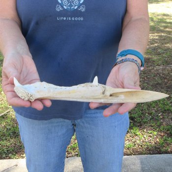 11" Alligator Jaw Bone Knife