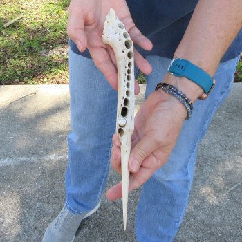 11" Alligator Jaw Bone Knife