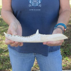11" Alligator Jaw Bone Knife
