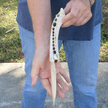 11" Alligator Jaw Bone Knife