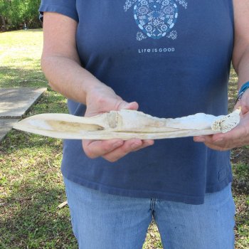 11" Alligator Jaw Bone Knife