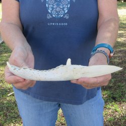 11" Alligator Jaw Bone Knife