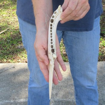 11" Alligator Jaw Bone Knife