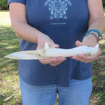 11" Alligator Jaw Bone Knife