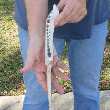 11" Alligator Jaw Bone Knife