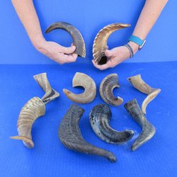 Ten piece Ram Horns...