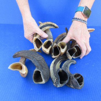 Ten piece Ram Horns, Sheep Horns 8" to 12"