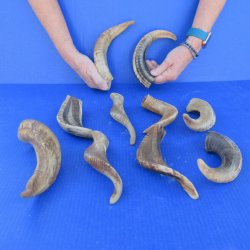 Ten piece Ram Horns...