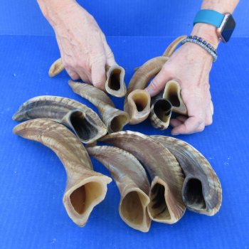 Ten piece Ram Horns, Sheep Horns 8" to 12"