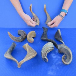 Ten piece Ram Horns...