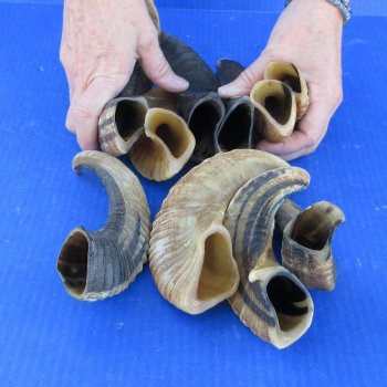 Ten piece Ram Horns, Sheep Horns 8" to 12"