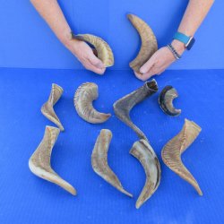 Ten piece Ram Horns...