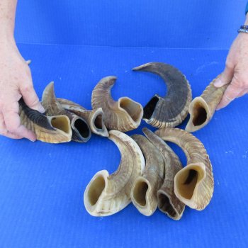 Ten piece Ram Horns, Sheep Horns 8" to 12"