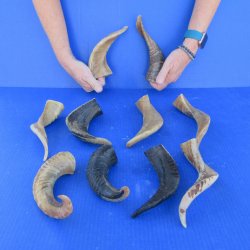 Ten piece Ram Horns...
