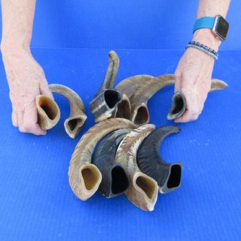 Ten piece Ram Horns, Sheep Horns 8" to 12"