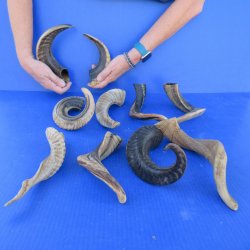 Ten piece Ram Horns...