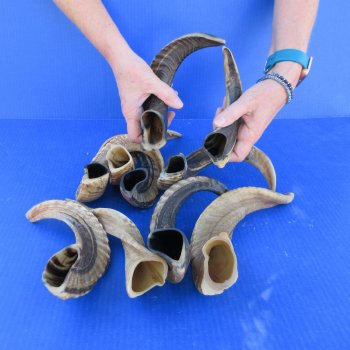 Ten piece Ram Horns, Sheep Horns 12" to 15"
