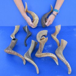 Ten piece Ram Horns...