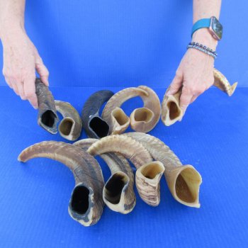 Ten piece Ram Horns, Sheep Horns 12" to 15"