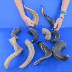 Ten piece Ram Horns...
