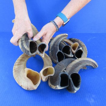 Ten piece Ram Horns, Sheep Horns 12" to 15"