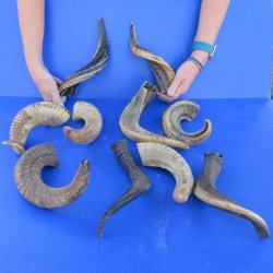 Ten piece Ram Horns...