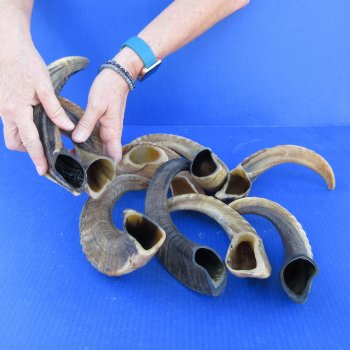 Ten piece Ram Horns, Sheep Horns 12" to 15"