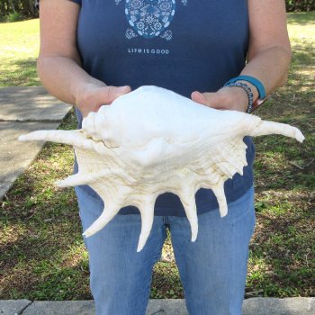 13" Giant Spider Conch